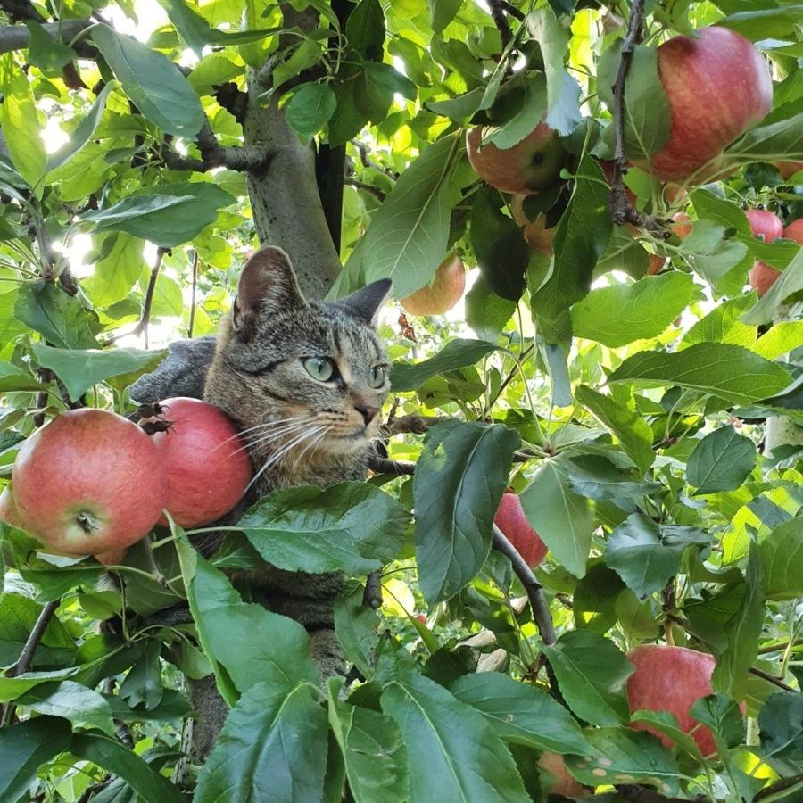 Mareinhof Vetzan-Apples,Apartment&More Silandro Bagian luar foto